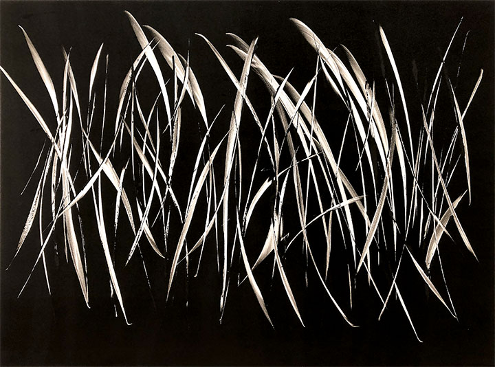Fern IV