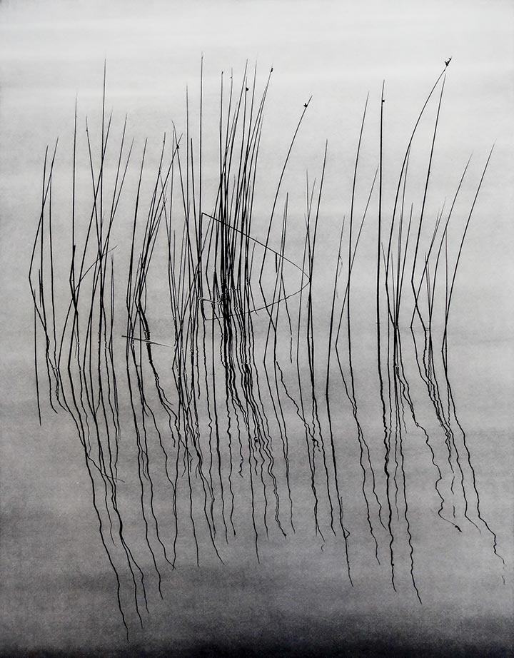 Reeds